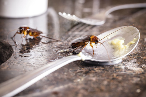 Closeup of two cockroaches and a fork and spoon on the counter. The spoon has some leftover food in it, and one of the cockroaches is climbing into the spoon.